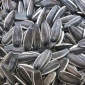 现货热销 2016内蒙古出口级美葵5009 大型色选优质生瓜子工厂直供